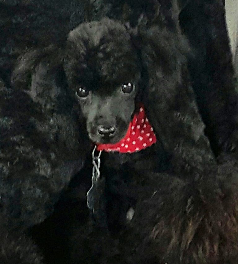 East Texas Poodles East Texas Poodles. We raise and sell Standard