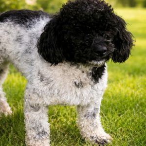 2026 Mr. Bojangles 2