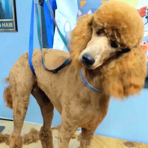 2026 Prada Red Web 2